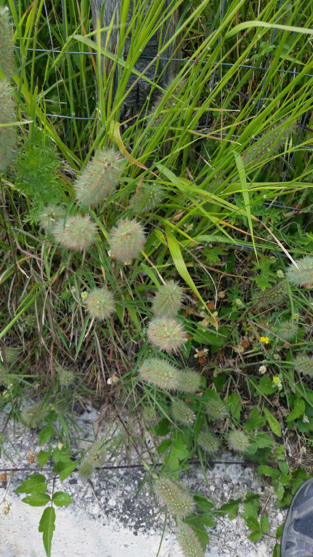 Trifolium angustifolium (Fabaceae)